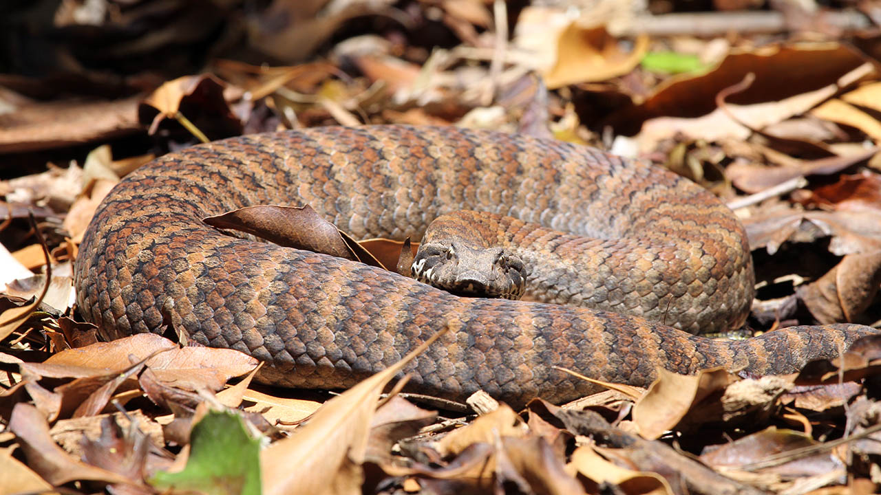 Death Adder Perth Zoo
